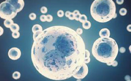 ヒト脂肪幹細胞純化培養液